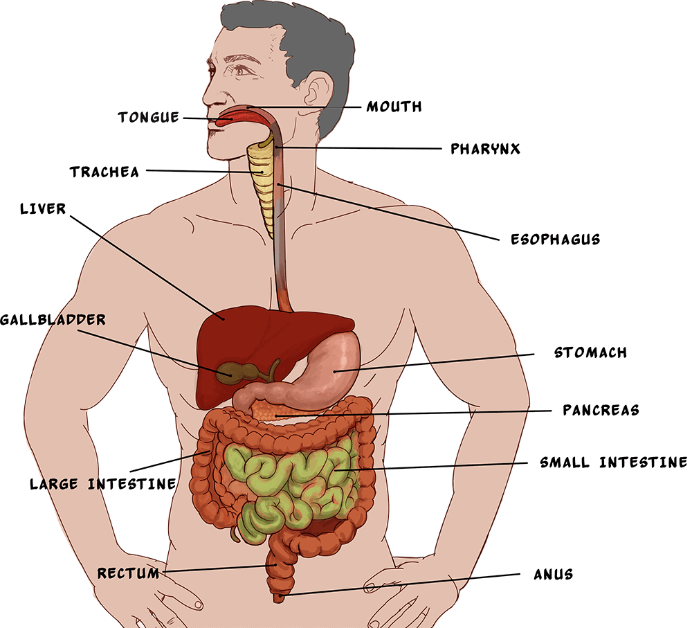 human digestive system